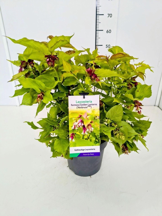 <h4>Leycesteria formosa</h4>