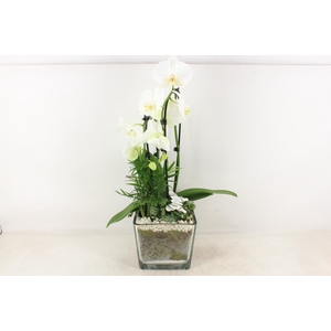 arr2 PL - Glas pot 4kant Phal. wit 968/2