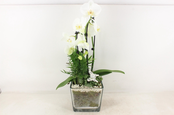<h4>arr2 PL - Glas pot 4kant Phal. wit 968/2</h4>