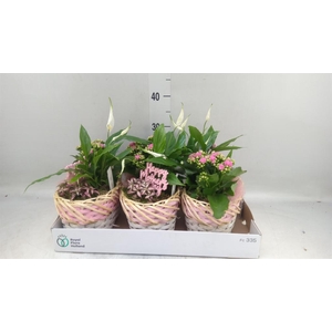 Arr.    Planten  L%