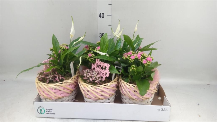 <h4>Arr.    Planten  L%</h4>