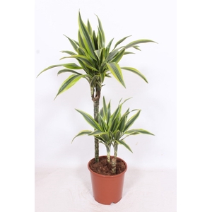 Dracaena fr de 'LemonLime'