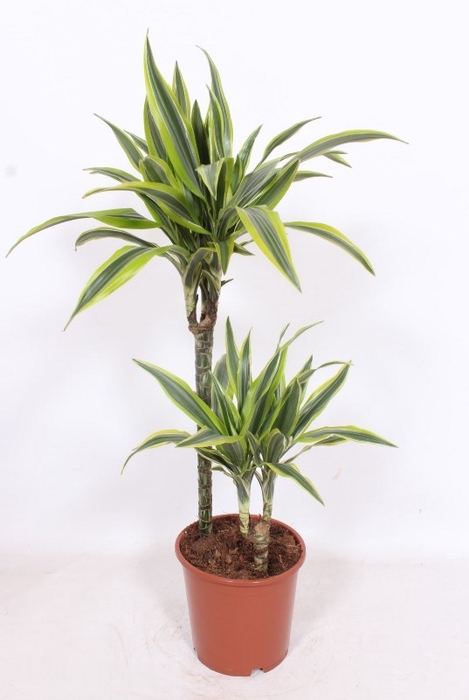 <h4>Dracaena fr de 'LemonLime'</h4>