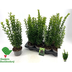 EUONYMUS JA GR SPIRE