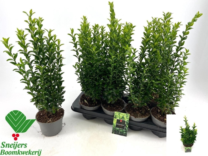 <h4>EUONYMUS JA GR SPIRE</h4>