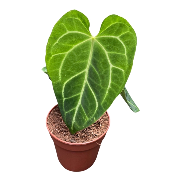 <h4>Anthurium Magnificum</h4>