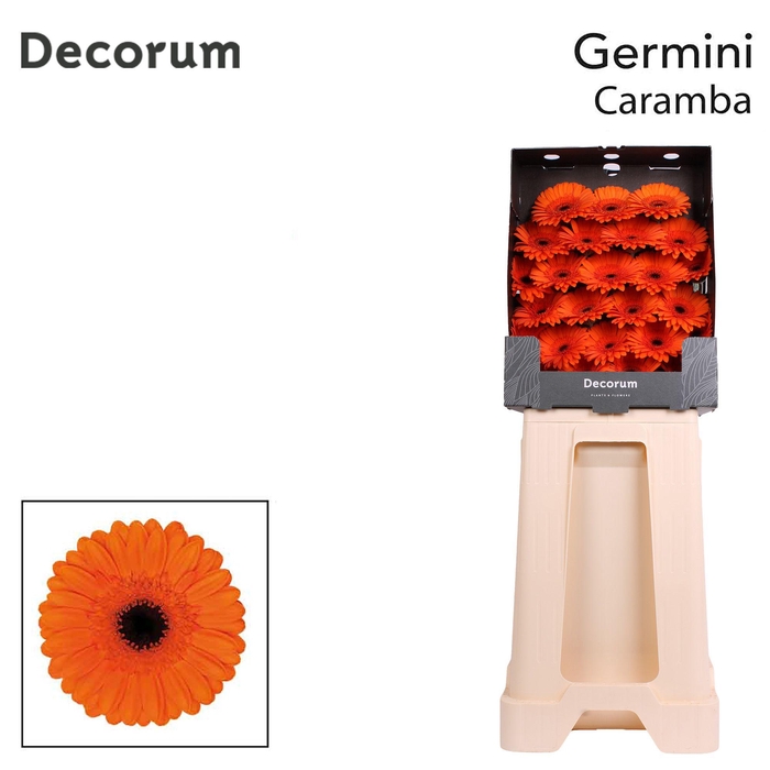 <h4>Germini Caramba Diamond</h4>