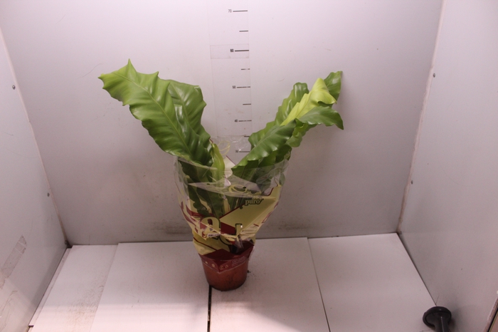 <h4>ASPLENIUM NIDUS P17</h4>