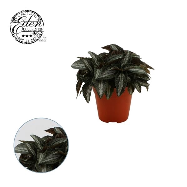 <h4>PILEA SPR SILV TREE</h4>