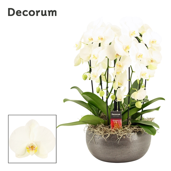 <h4>Nero cascade 6 tak symphony white (Deco-collection)</h4>