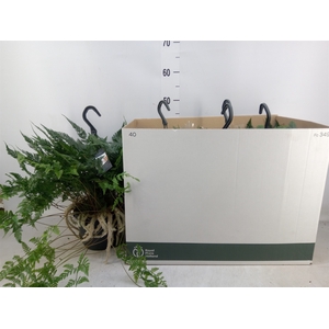 Humata griffithiana var. tyermannii