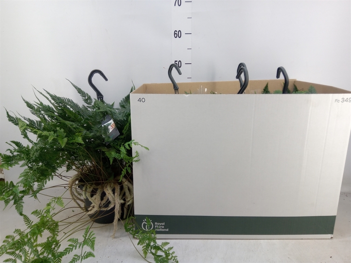 <h4>Humata griffithiana var. tyermannii</h4>