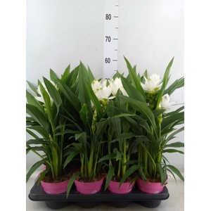 Curcuma alism. 'Siam Sisto'