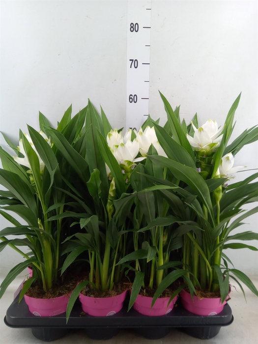 <h4>Curcuma alism. 'Siam Sisto'</h4>