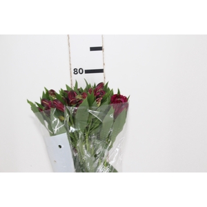 ALSTROEMERIA NAPOLI 080 CM