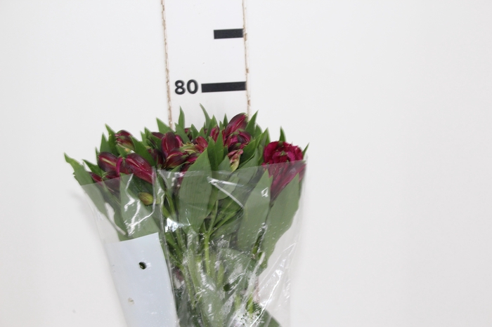 ALSTROEMERIA NAPOLI 080 CM