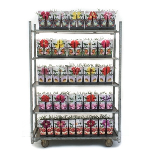 Urban Gardening Roses 2L