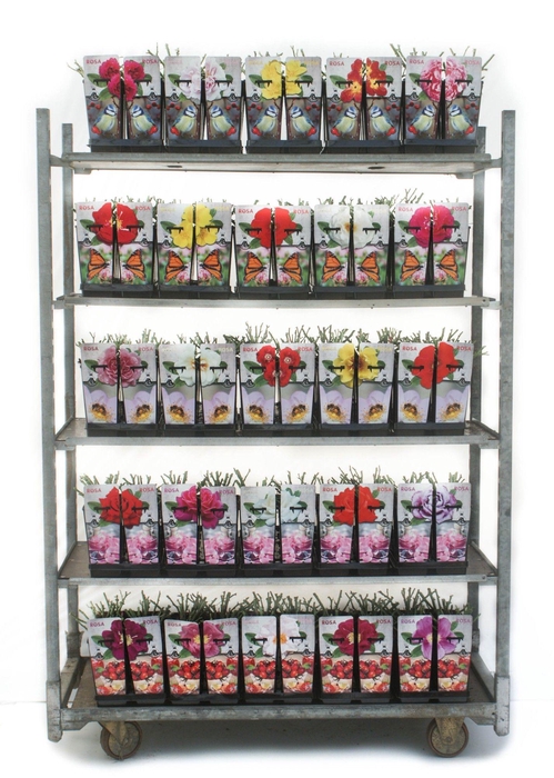 Urban Gardening Roses 2L