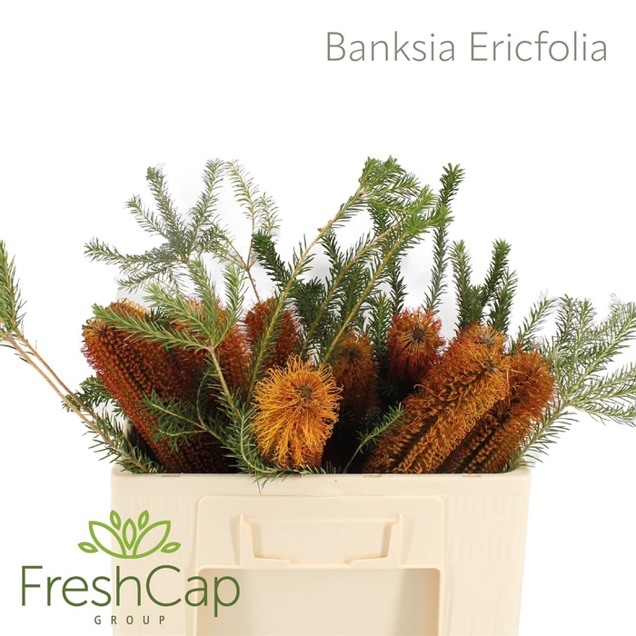 <h4>Banksia Ericifolia</h4>