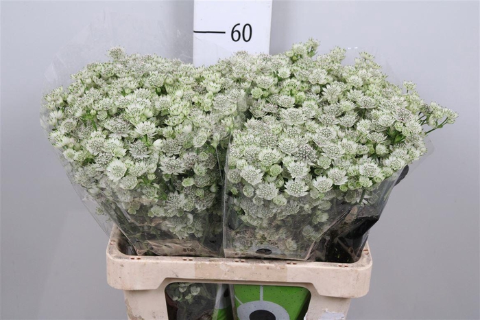 <h4>Astr Billion Stars</h4>