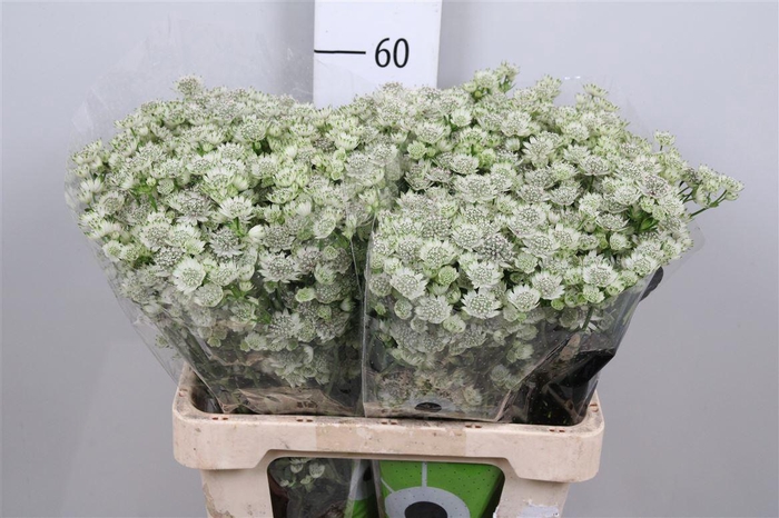 <h4>Astr Billion Stars</h4>