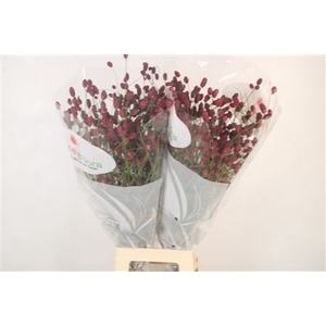 Sang Of Mag R Velvet