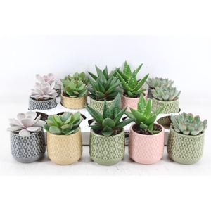 arr3 OV - Ker. Sao Paulo