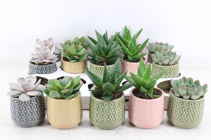 <h4>arr3 OV - Ker. Sao Paulo</h4>