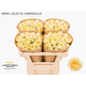 Rosa Spray Garden Julietta Limoncello