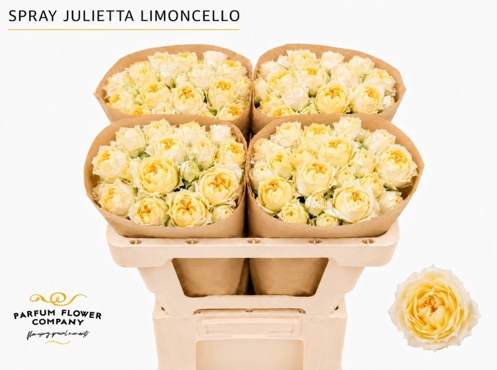 <h4>Rosa Spray Garden Julietta Limoncello</h4>