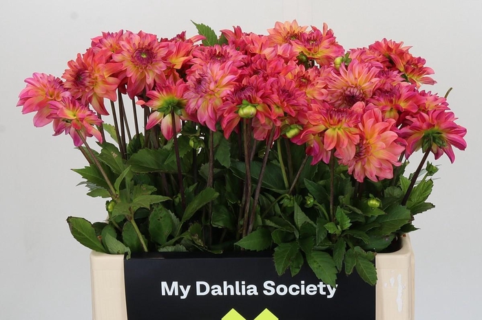 <h4>Dahlia Belfloor</h4>