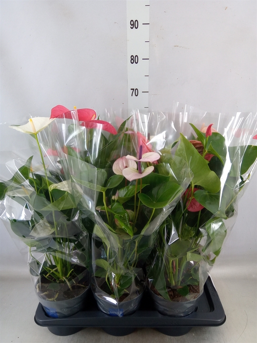 <h4>Anthurium   ...mix</h4>