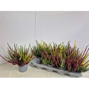 CALLU NOVA TRIO P13