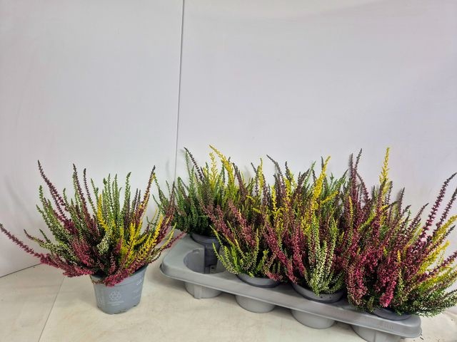 <h4>CALLU NOVA TRIO P13</h4>