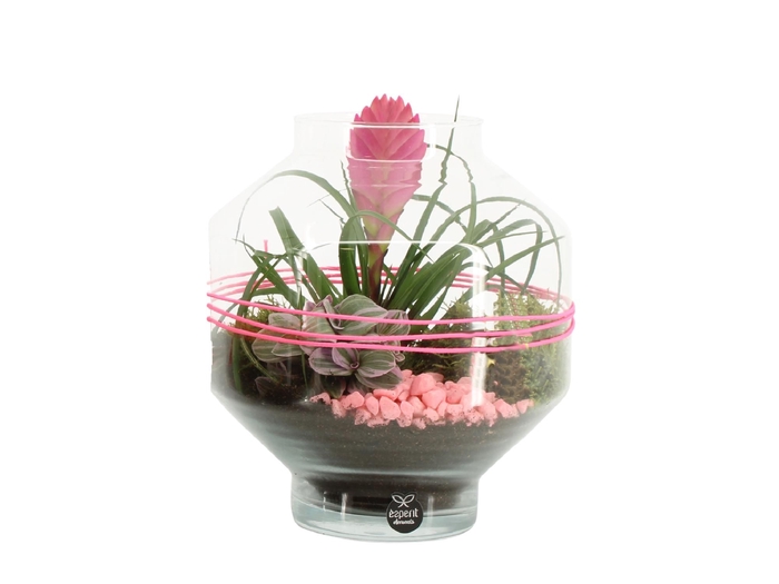 <h4>Opm Color Circus Arrangement</h4>