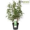 Fargesia rufa