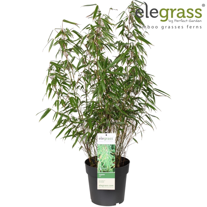 Fargesia rufa