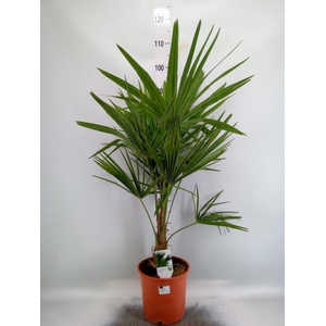 Trachycarpus fortunei