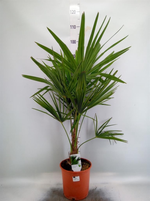 <h4>Trachycarpus fortunei</h4>