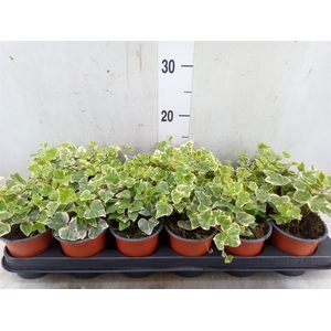 Hedera helix 'White Wonder'