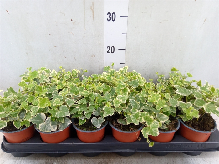 <h4>Hedera helix 'White Wonder'</h4>