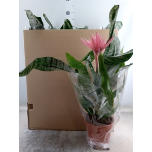 Aechmea fasciata 'Primera'