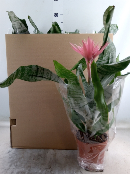 <h4>Aechmea fasciata 'Primera'</h4>