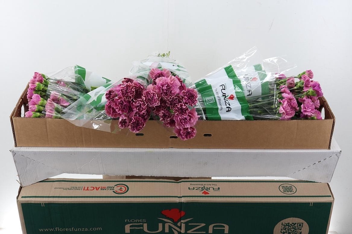 <h4>Di St Edmon Box</h4>