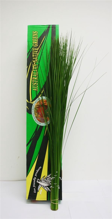 Speargrass 120