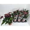 Anthu An Essencia 8-10 Bloemen+