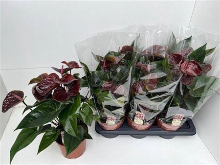 Anthu An Essencia 8-10 Bloemen+