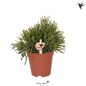 Kolibri Greens Rhipsalis Baccifera