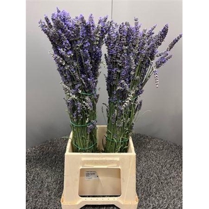 Lavandula Per Bos