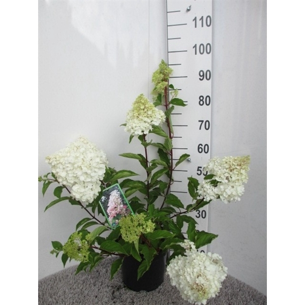 <h4>Hydrangea pan. Angels Blush 50-60 cm P26</h4>